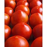 Photo Early Girl Tomato - One of The Earliest Tomatoes!!!!!!!!!(25 - Seeds), best price $3.69, bestseller 2024