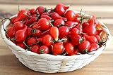 Foto Chili/Paprika Sweety Drops Rot - Pepper - sehr ertragreich - 10 Samen, bester Preis 1,70 € (1,70 € / count), Bestseller 2025