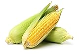 Photo Golden X Bantom Corn Seeds, 50 Heirloom Seeds Per Packet, Non GMO Seeds, Botanical Name: Zea mays, Isla's Garden Seeds, best price $5.99 ($0.12 / Count), bestseller 2024