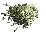 Foto 250 g BIO Keimsprossen Daikon-Rettich Samen für die Sprossenanzucht Sprossen Microgreen Mikrogrün, bester Preis 6,09 € (24,36 € / kg), Bestseller 2025