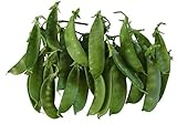 Photo Oregon Giant Snow Pea Seeds- 50 Count Seed Pack - Non-GMO - Finest Tasting, Most Vigorous Snow peas. Use Them for Colorful Tasty stir-Fry Recipes or eat raw. - Country Creek LLC, best price $2.25, bestseller 2024