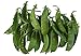 Oregon Giant Snow Pea Seeds- 50 Count Seed Pack - Non-GMO - Finest Tasting, Most Vigorous Snow peas. Use Them for Colorful Tasty stir-Fry Recipes or eat raw. - Country Creek LLC new 2024