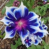 Photo 100pcs/pack Morning Glory Seeds Beautiful Perennial Flowers Seeds for Garden qc…, best price $8.39 ($0.08 / Count), bestseller 2024