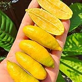 Foto 20 unids/bolsa Citrus Australasica Seeds, arbusto lleno de vitalidad bajo en grasa, semillas de limas para plantar en casa jardín exterior 1 Semilla, mejor precio 9,87 €, éxito de ventas 2025