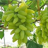 Foto KINGDUO 50 Pc/Paquete Dedo Semilla De La UVA Fruta Deliciosa En Macetas Uvas Plantan Semillas para El Hogar Y Jardín-Verde, mejor precio 9,49 €, éxito de ventas 2025