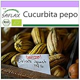 Foto SAFLAX - Ecológico - Calabaza - Delicata - 6 semillas - Cucurbita pepo, mejor precio 3,95 €, éxito de ventas 2025