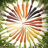 Foto ZHOUBA Samen zum Pflanzen, 600 Stück köstliche Karottensamen nicht GVO Frische gemischte Gemüsesamen und leckere landwirtschaftliche Lieferungen für den Balkonhof Mehrfarbig, bester Preis 3,39 €, Bestseller 2024