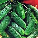 Photo CEMEHA SEEDS - Cucumber Parisian Gherkin Open-Pollinated Pickling Non GMO Vegetable for Planting, best price $6.95 ($0.17 / Count), bestseller 2025