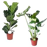 Foto Zimmerpflanze 2er Pflanzen-Set Geigenfeige und Fensterblatt | Ficus Lyrata + Monstera Deliciosa  | Lieferhöhe: 60 cm und 80 cm | 2 Stück Topf Ø 17cm, bester Preis 39,99 €, Bestseller 2024