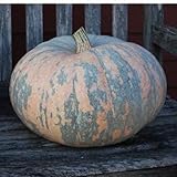 Photo 10 Iran, Pumpkin Seed (Calabaza) Jumbo Squash,50 Plus Pound Fruits, best price $9.95, bestseller 2024