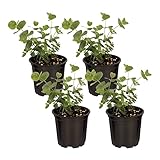 Photo Live Aromatic and Healthy Herb - Eucalyptus (4 Per Pack), Natural Air Purifier, 10