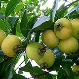 Foto 20 Unids/Bolsa Syzygium Jambos Semillas Floración Comestible Natural Plántulas De Frutas Nutritivas Y Prolíficas Para Semillas De Jardín De Plantas Al Aire Libre Semilla, mejor precio 5,83 €, éxito de ventas 2025