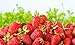 Sweet Red Strawberry Seeds 300pcs for Home Garden Planting new 2024