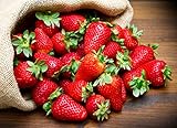 Photo KIRA SEEDS - Fresca Strawberry Giant - Everbearing Fruits for Planting - GMO Free, best price $8.96 ($0.45 / Count), bestseller 2025