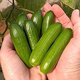 Photo Park Seed Mini-Me F1 Organic Cucumber Seeds, Snack-Size Mini Cucumbers, Pack of 10 Seeds, best price $11.95, bestseller 2024