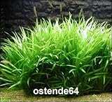 Foto WFW wasserflora Grasartige Zwergschwertpflanze/Echinodorus latifolius im Topf, bester Preis 5,55 €, Bestseller 2025