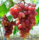 Photo Giant Red Globe Grape Seeds - Biggest Variety, Juicy Fruits, best price $13.50, bestseller 2024