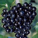 Photo Pixies Gardens (1 Gallon) Cowart Muscadine Grape Vines Shrub Live Plant, best price $59.98, bestseller 2024