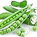 Earthcare Seeds Peas Little Marvel Sweet Dwarf Bush Pea 50 Seeds (Pisum sativum) No GMO – Open Pollinated - Heirloom new 2024