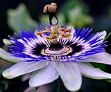 Photo CEMEHA SEEDS - Passionflower Purple Vine Wild Apricot Maypop Indoor Exotic Perennial Flowers for Planting, best price $7.95 ($2.65 / Count), bestseller 2024