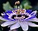 CEMEHA SEEDS - Passionflower Purple Vine Wild Apricot Maypop Indoor Exotic Perennial Flowers for Planting new 2024