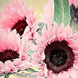 Foto Blumensamen Pflanzensamen 50Pcs/Bag Samen natürliche große Wasser Nachfrage Blume rosa Sonnenblumensamen für Fenster - Sonnenblumensamen, bester Preis 2,99 €, Bestseller 2024