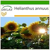 Foto SAFLAX - Girasol Titan - 20 semillas - Con sustrato estéril para cultivo - Helianthus annuus, mejor precio 4,45 €, éxito de ventas 2025