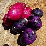 Foto SVI fresca 100pcs semilla de papa vegetal para la siembra oscuro rosa púrpura, mejor precio 9,78 €, éxito de ventas 2024