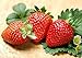 300pcs Giant Strawberry Seeds, Sweet Red Strawberry/Organic Garden Strawberry Fruit Seeds, for Home Garden Planting new 2024