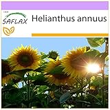 Foto SAFLAX - Girasol Titan - 20 semillas - Helianthus annuus, mejor precio 3,95 €, éxito de ventas 2025