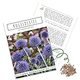 Foto Kugeldistel Samen (Echinops ritro) - Bienenfreundliche Blumen mit blauen Blütenköpfen für eine bunte Blumenwiese, das Beet, den Balkon und die Terrasse, bester Preis 5,50 € (5,50 € / stück), Bestseller 2025