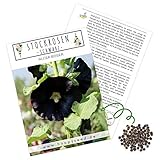 Foto Stockrosen Samen zweijährig (Alcea Rosea) - Wunderschöne Rosen mit langer Blütezeit für besondere Akzente in Ihrem Blumenbeet (Schwarz), bester Preis 4,90 €, Bestseller 2024