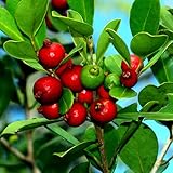 Photo 25 Strawberry Guava Seeds Psidium cattleianum Edible Fruit Tree Plant Shrub, best price $16.00, bestseller 2025