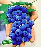 Foto BALDUR Garten Gartenheidelbeeren 'NUI', 1 Pflanze, Blaubeeren Heidelbeeren Pflanz, Vaccinium corymbosum reichtragend, bester Preis 9,95 €, Bestseller 2024