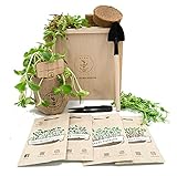 Foto MIKROGRÜN ANZUCHTSET 4 Pflanzen Samen-garten Starter-Set öko Saatgut mit Holzkiste mit deckel, mini gewächshaus, kinderküche zubehör Kinder Anzuchtset von PUT DOWN ROOTS, bester Preis 29,95 €, Bestseller 2025