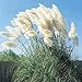 Giant White Pampas Grass Seeds - 100 Seeds - Ships from Iowa, Made in USA new 2024