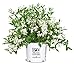 Proven Winners - Deutzia Yuki Snowflake (Yuki Snowflake Deutzia) Shrub, white flowers, #3 - Size Container new 2024