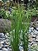 Perennial Farm Marketplace Juncus effusus (Common Soft Rush) Ornamental Grass, 1 Quart, Rich Green Foliage new 2024