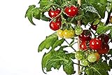 Foto 50 piezas de semillas de tomate cherry enano heirloom tomate rojo fruta fresca hortalizas semillas de jardín para plantar, mejor precio 4,99 €, éxito de ventas 2024
