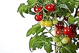 Foto 50 piezas de semillas de tomate cherry enano heirloom tomate rojo fruta fresca hortalizas semillas de jardín para plantar, mejor precio 4,99 €, éxito de ventas 2024