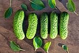 Photo Boston Pickling Cucumber Seeds - Non-GMO - 3 Grams, best price $4.99, bestseller 2024