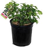 Photo Rubus 'Chester' (Thornless Blackberry) Edible-Shrub, blackberry, #2 - Size Container, best price $28.37, bestseller 2024