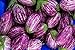 Fairy Tale F1 Eggplant Seeds - Non-GMO - 10 Seeds new 2024