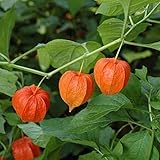 Foto Semilla de fruta fresca con 60pcs Physalis Alkekengi Seeds Garden Fruit Growing Yard Bonsai Decor Plant for Planting Garden Yard Home Landscaping, mejor precio 0,01 €, éxito de ventas 2025