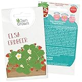 Foto Erdbeer Samen von OwnGrown : Erdbeeren pflanzen für Kinder und Erwachsene mit Erdbeersamen für Garten und Balkon, Premium Saatgut mit Anleitung, Erdbeeren Samen der köstlichen Sorte Fragaria Vesca, bester Preis 3,95 €, Bestseller 2025