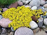 Foto Sedum acre de oro de la alfombra, la uva de gato amarillo de tierra cubierta de la flor Semillas 500 semillas, mejor precio 14,49 €, éxito de ventas 2025