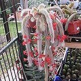 Foto strimusimak 10 unids hildewintera colademononis semillas de cactus planta roja flores de mono cola de cactus semillas para jardín decoración de bonsais al aire libre Semilla, mejor precio 3,57 €, éxito de ventas 2025