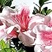 Encore Azalea Autumn Chiffon (1 Gallon) Pink Flowering Shrub - Full Sun Live Outdoor Plant new 2024