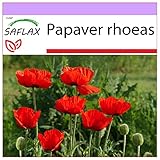 Foto SAFLAX - Amapola de maíz - 27000 semillas - Papaver rhoeas, mejor precio 3,95 €, éxito de ventas 2024