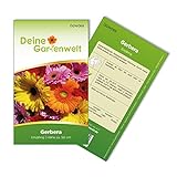 Foto Gerbera Single Mix Samen - Gerbera - Gerberasamen - Blumensamen - Saatgut für 8 Pflanzen, bester Preis 1,99 € (0,25 € / stück), Bestseller 2024